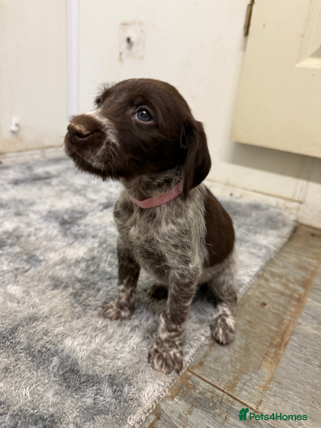 German Wirehaired Pointer dogs for sale: 11 German Wirehaired Pointer Puppys - Advert 4