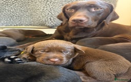 Labrador Retriever dogs for sale: Stunning KC REG Fully health tested Labradors - Image 22