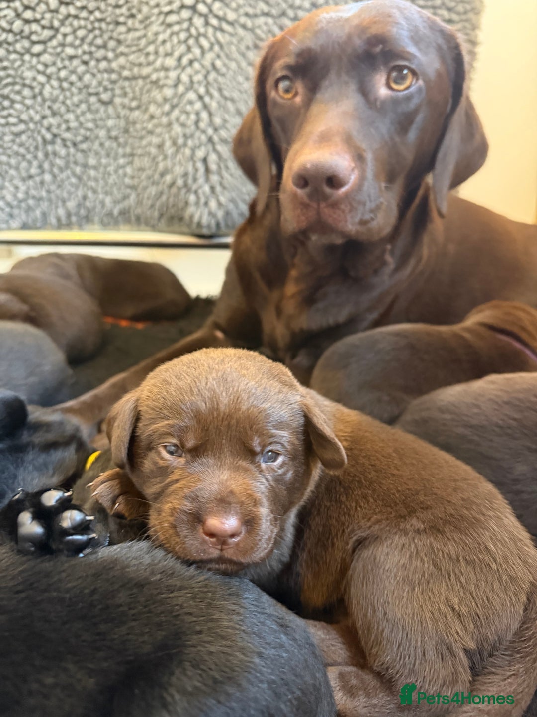 Labrador Retriever dogs for sale: Stunning KC REG Fully health tested Labradors - Image 22