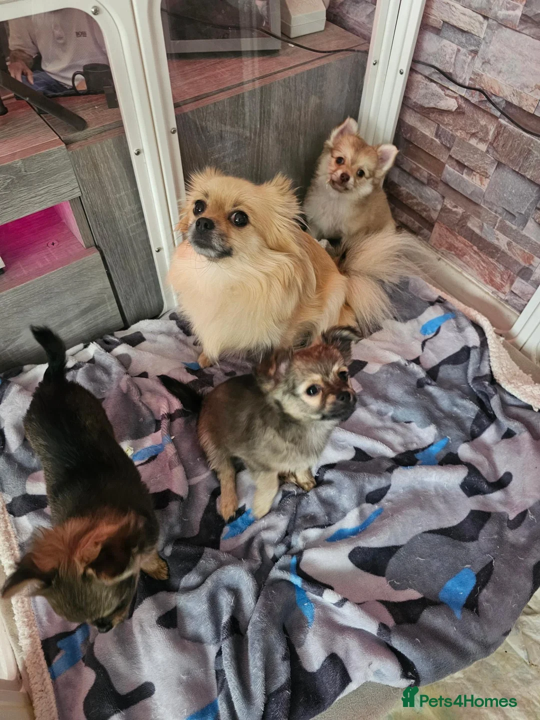 Pomchi dogs for sale: 3 beautiful long-haired Chihuahua x Pomchi pups - Advert 1