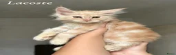 Maine Coon cats for sale: Champion line Maine Coon Kittens- TICA Registered  - Advert 2
