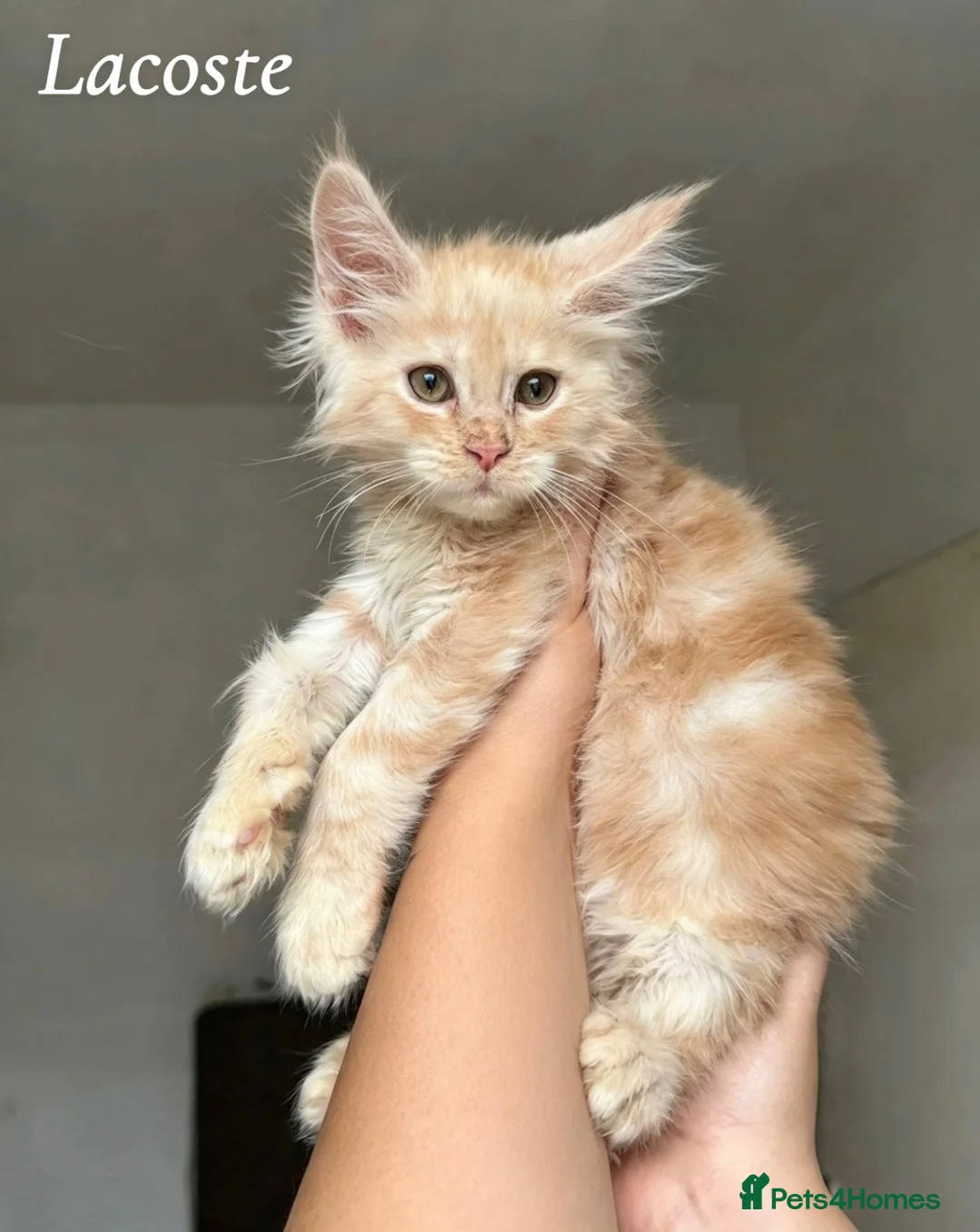 Maine Coon cats for sale: Champion line Maine Coon Kittens- TICA Registered  - Advert 2