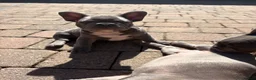French Bulldog dogs for sale: Beautiful French Bulldog Puppies  - Advert 2
