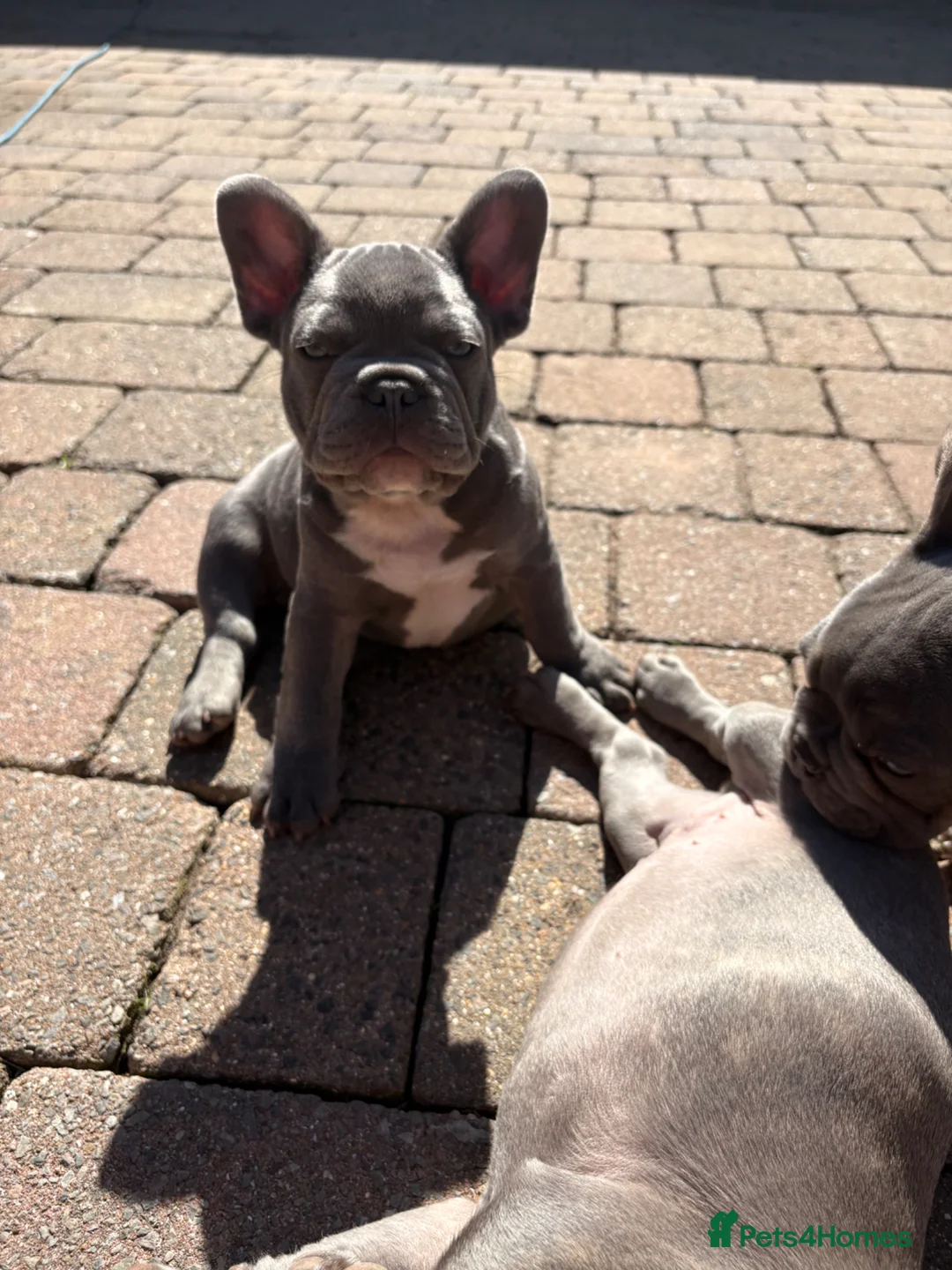 French Bulldog dogs for sale: Beautiful French Bulldog Puppies  - Advert 2