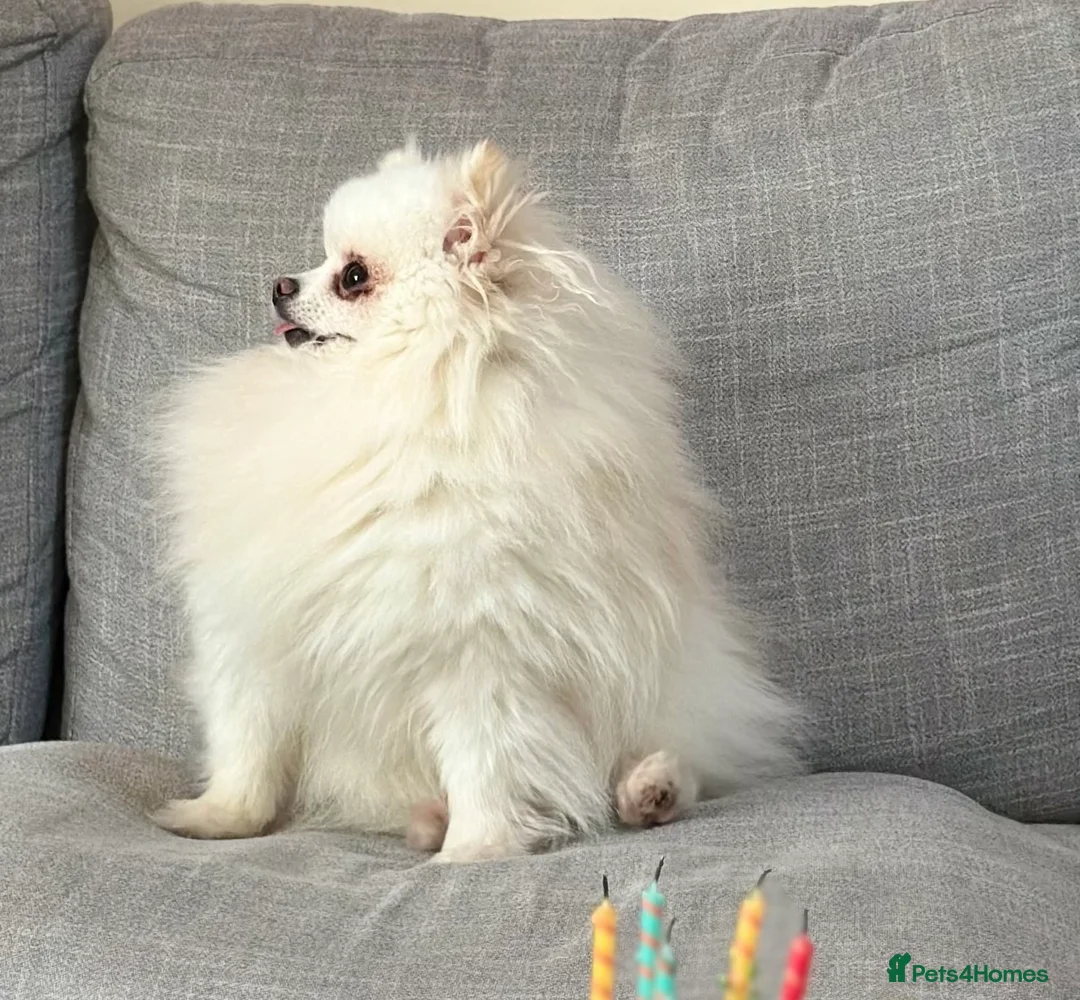 Pomeranian dogs for stud: Pure Russian  **   **  Pomeranian   in Kingswinford - Advert 6