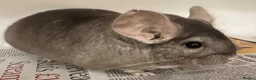 Chinchilla rodents for sale: Barbie, gorgeous beige girl - Advert 5