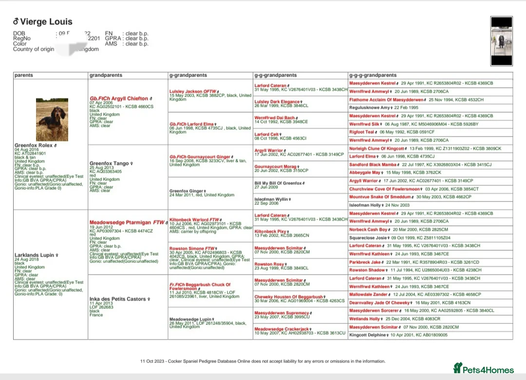 Cocker Spaniel dogs for stud: FTAW fully health tested working cocker stud in Leven - Advert 12