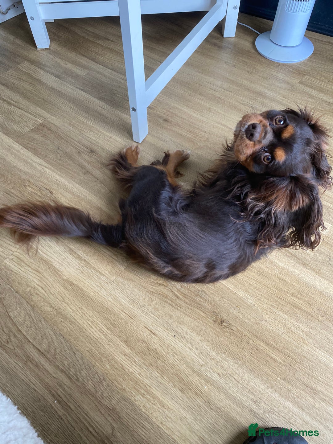 Cavalier King Charles Spaniel dogs for sale: Chocolate Kc reg cavalier King Charles - Advert 12