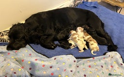 Cocker Spaniel dogs for sale: Outstanding Show Cocker Spaniels DNA Tested - Image 10