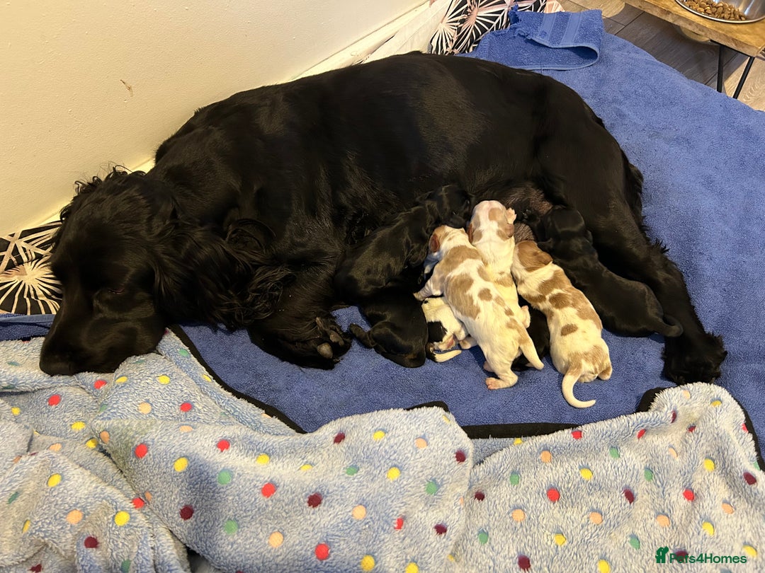 Cocker Spaniel dogs for sale: Outstanding Show Cocker Spaniels DNA Tested - Image 10