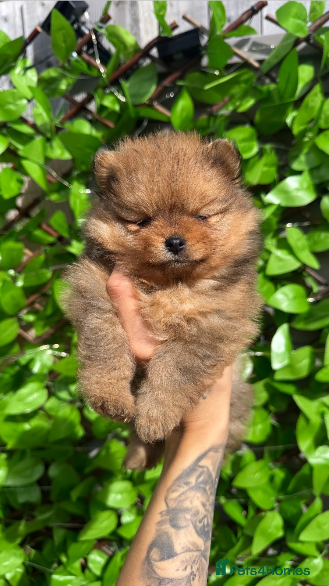 Pomeranian dogs for sale: LOOKING FOR THEIR FOREVER HOME ❤️ - Image 10