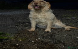 Labradoodle dogs for sale: labradoodle  - Image 1