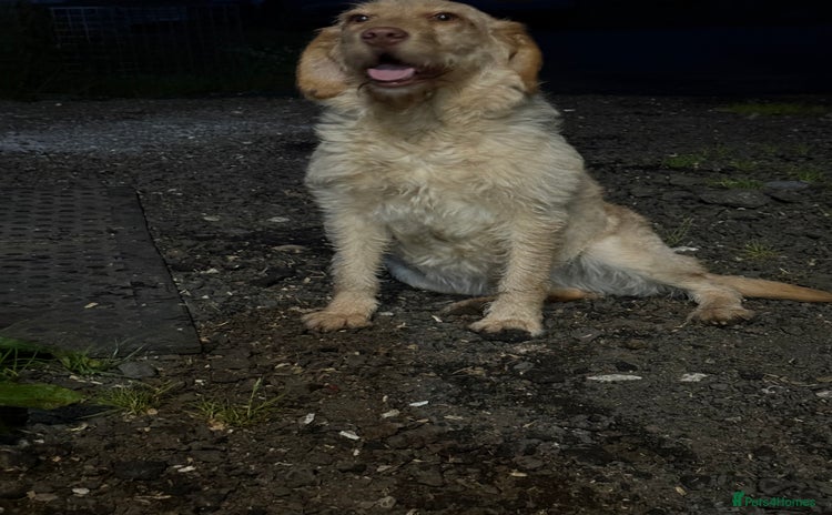 Labradoodle dogs - Advert 1