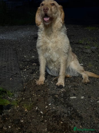Labradoodle dogs - Advert 2