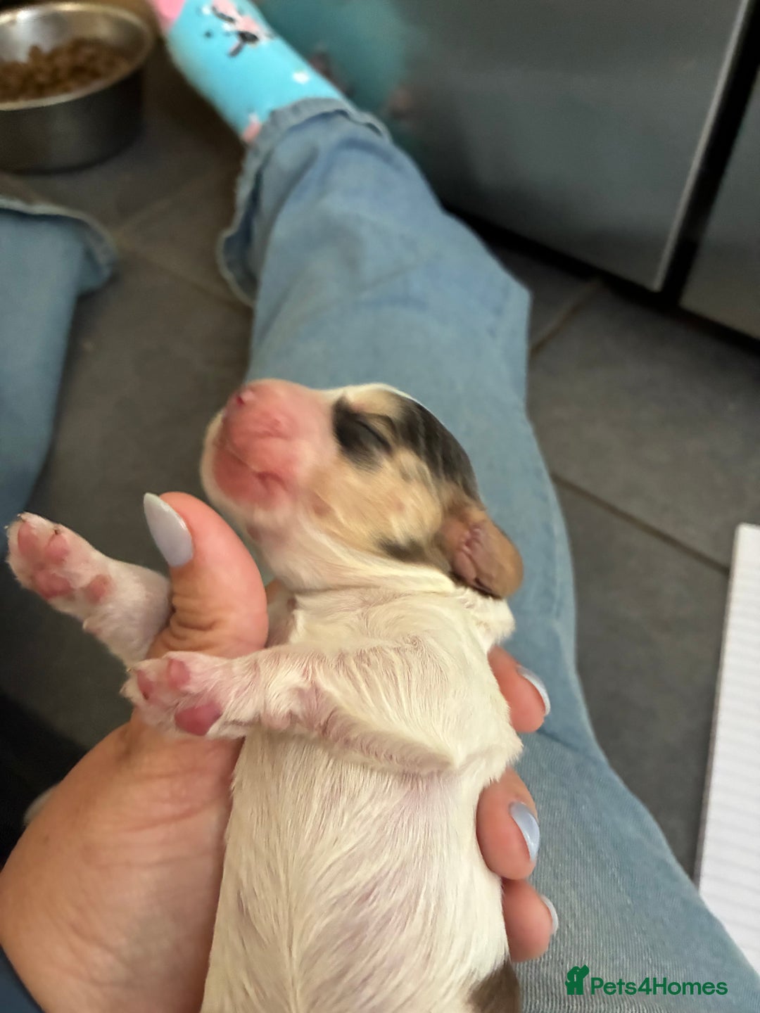 Cocker Spaniel dogs for sale: Show cocker spaniels - both parents family pets  - Image 18