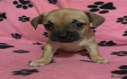 Mixed Breed dogs for sale: Frenchie x chihuahua pups bullhuahua - Advert 4