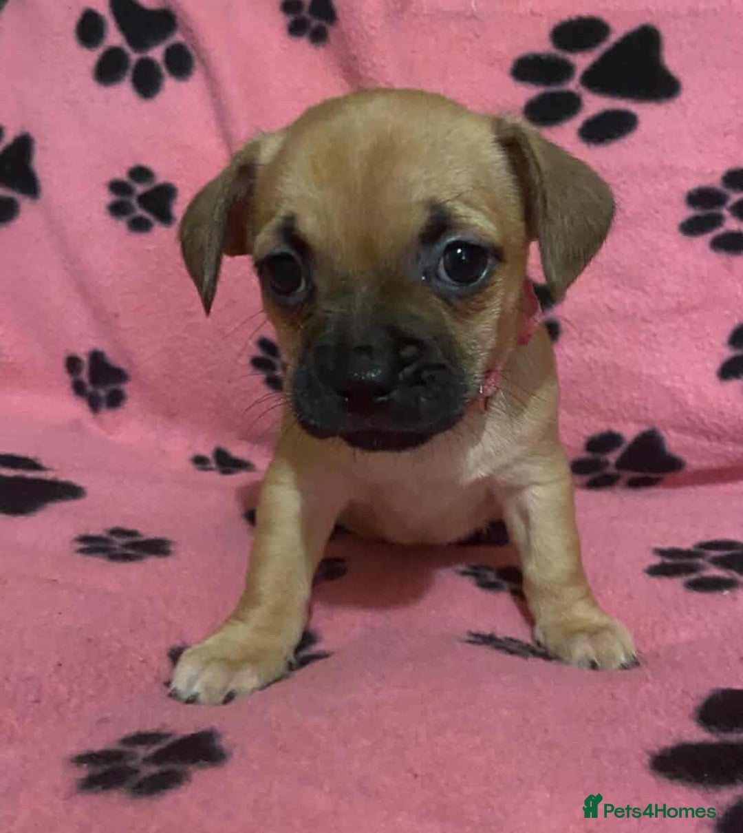 Mixed Breed dogs for sale: Frenchie x chihuahua pups bullhuahua - Advert 4