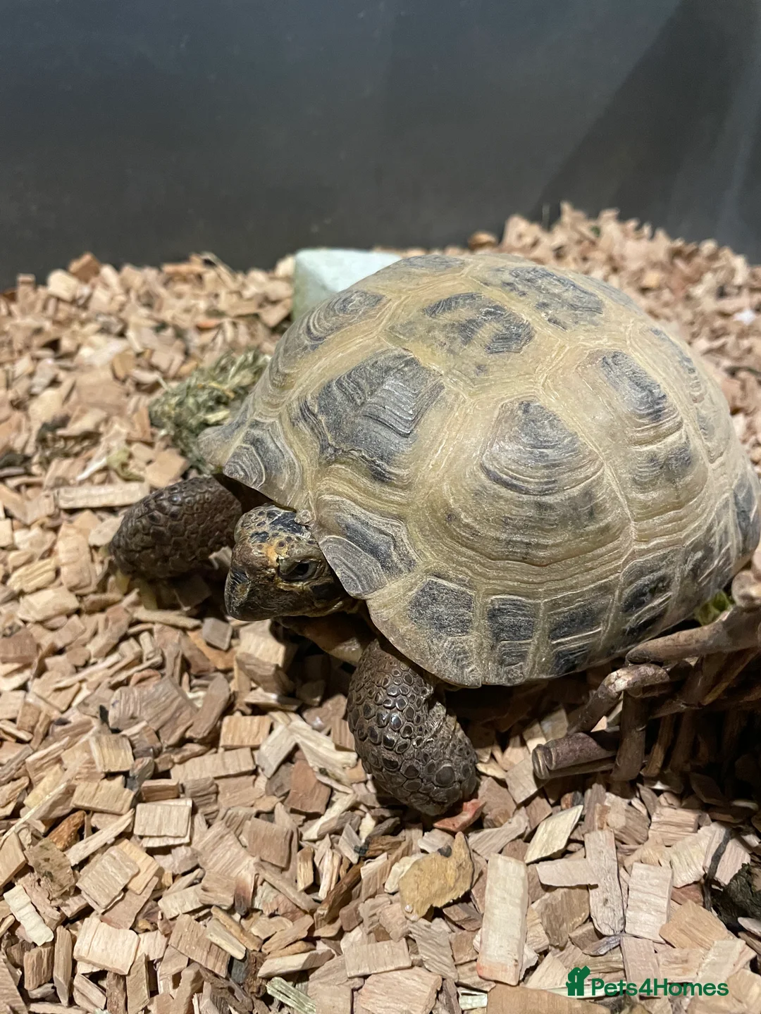 Tortoise reptiles for sale: Bert the horsefield in Preston - Advert 2