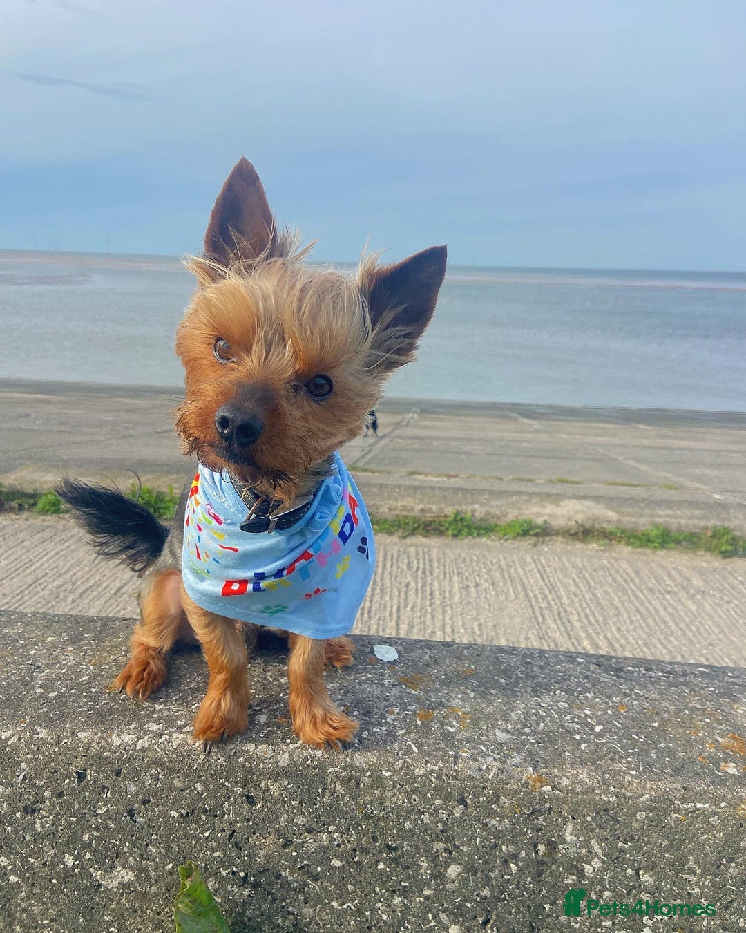 Yorkshire Terrier dogs for stud: Magnificent Yorkie Stud  - Advert 6