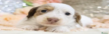 PIEBALD BOY