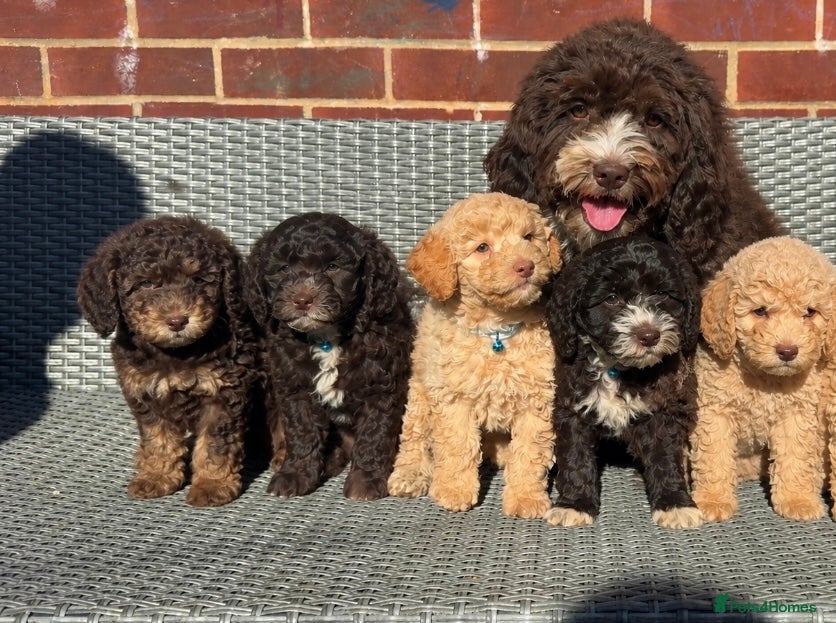 Goldendoodle dogs READY TO LEAVE MINI GOLDEN DOODLE 💙❤️🫶🏼 - Advert 1