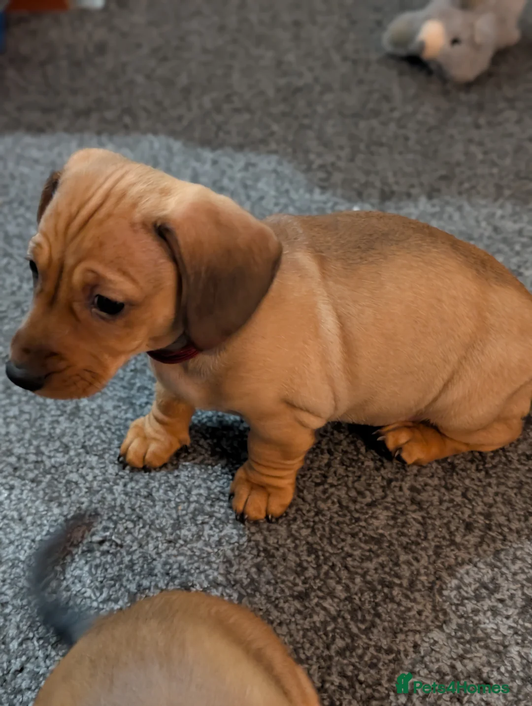 Mixed Breed dogs for sale: Dachshund cross pug puppies in Huddersfield - Advert 2