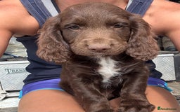 Sprocker dogs for sale: Stunning Chocolate Sprocker Spaniels in Llandysul - Image 1