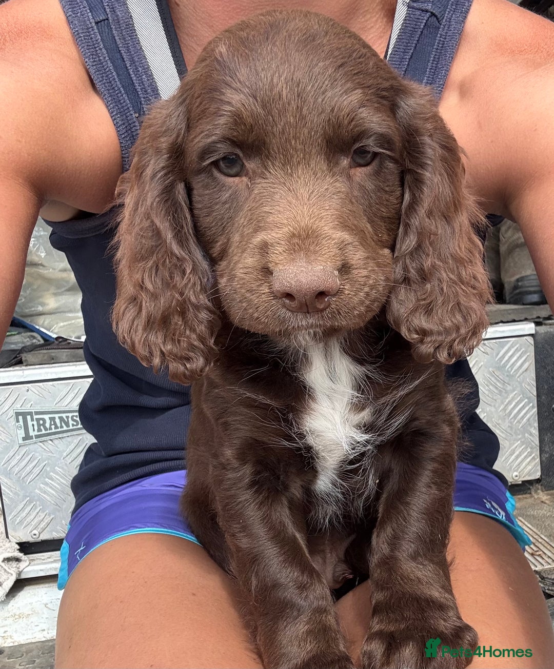 Sprocker dogs for sale: Stunning Chocolate Sprocker Spaniels in Llandysul - Image 1