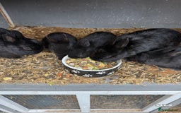Netherland Dwarf rabbits for sale: Netherland dwarf rabbits for sale  - Image 8