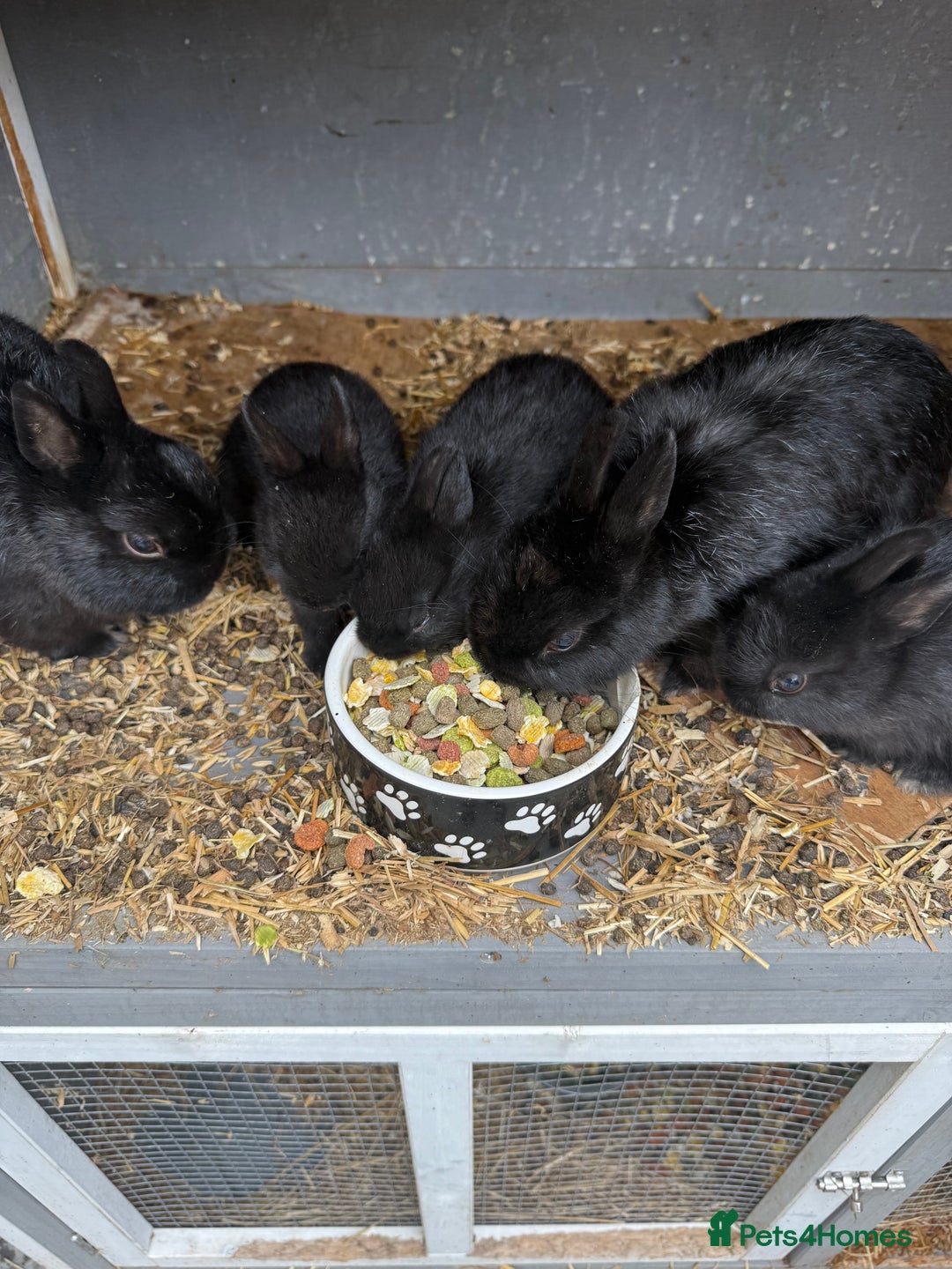 Netherland Dwarf rabbits for sale: Netherland dwarf rabbits for sale  - Image 8