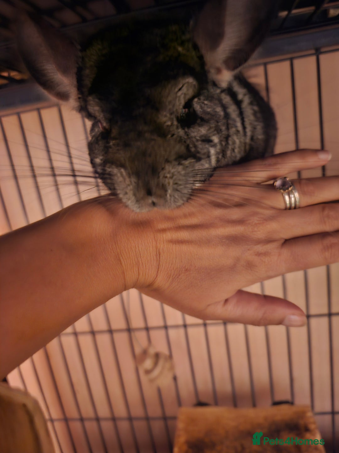 Chinchilla rodents for sale: Two male Chinchillas, brothers  - Image 2