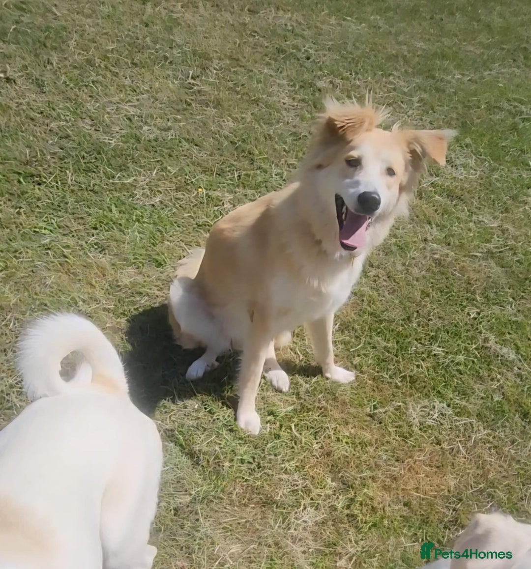 Mixed Breed dogs for adoption: Nina is approx 2 yrs old  - Image 4
