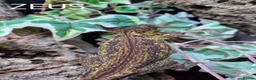 Mixed Breed reptiles for sale: Reptile collection up for sale - Advert 7