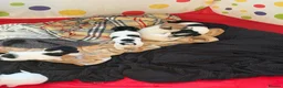 Mixed Breed dogs for sale: Jack Russell Puppies  in Ascot - Advert 5