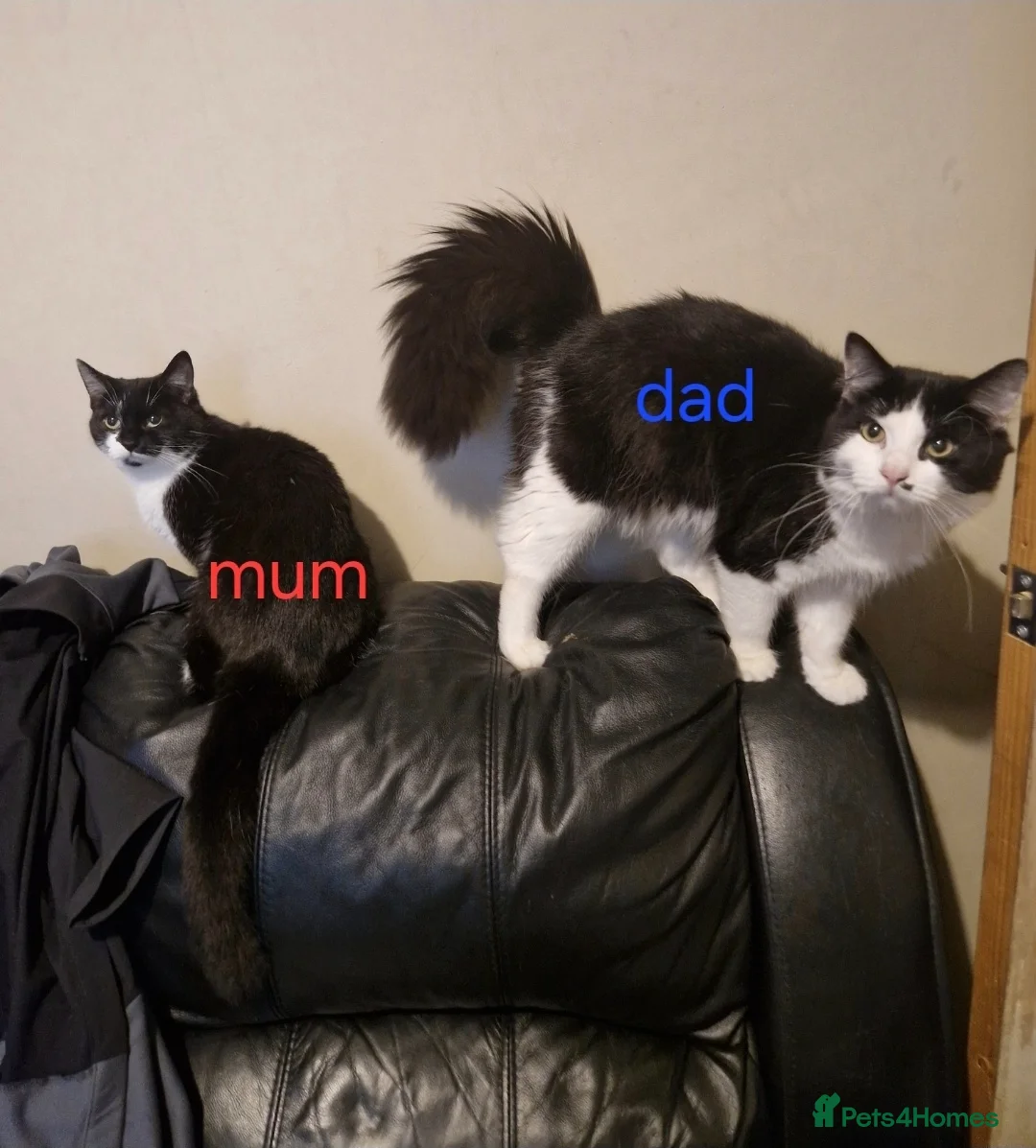 Mixed Breed cats for sale: Part ragdoll kittens for sale - Advert 2