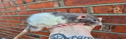 Rat rodents for sale: Various dumbo rats  - Advert 9