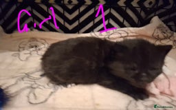 Mixed Breed cats for sale: Mix breed - Image 16