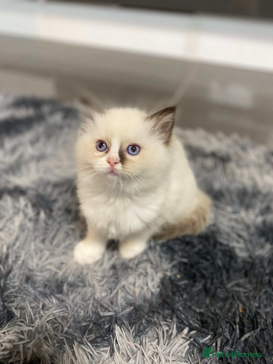 Ragdoll cats for sale: Fully Traceable Traditional Ragdoll Kittens - Advert 21