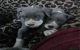Great Dane dogs for sale: Great dane puppies for sale  in Brentwood - Image 3