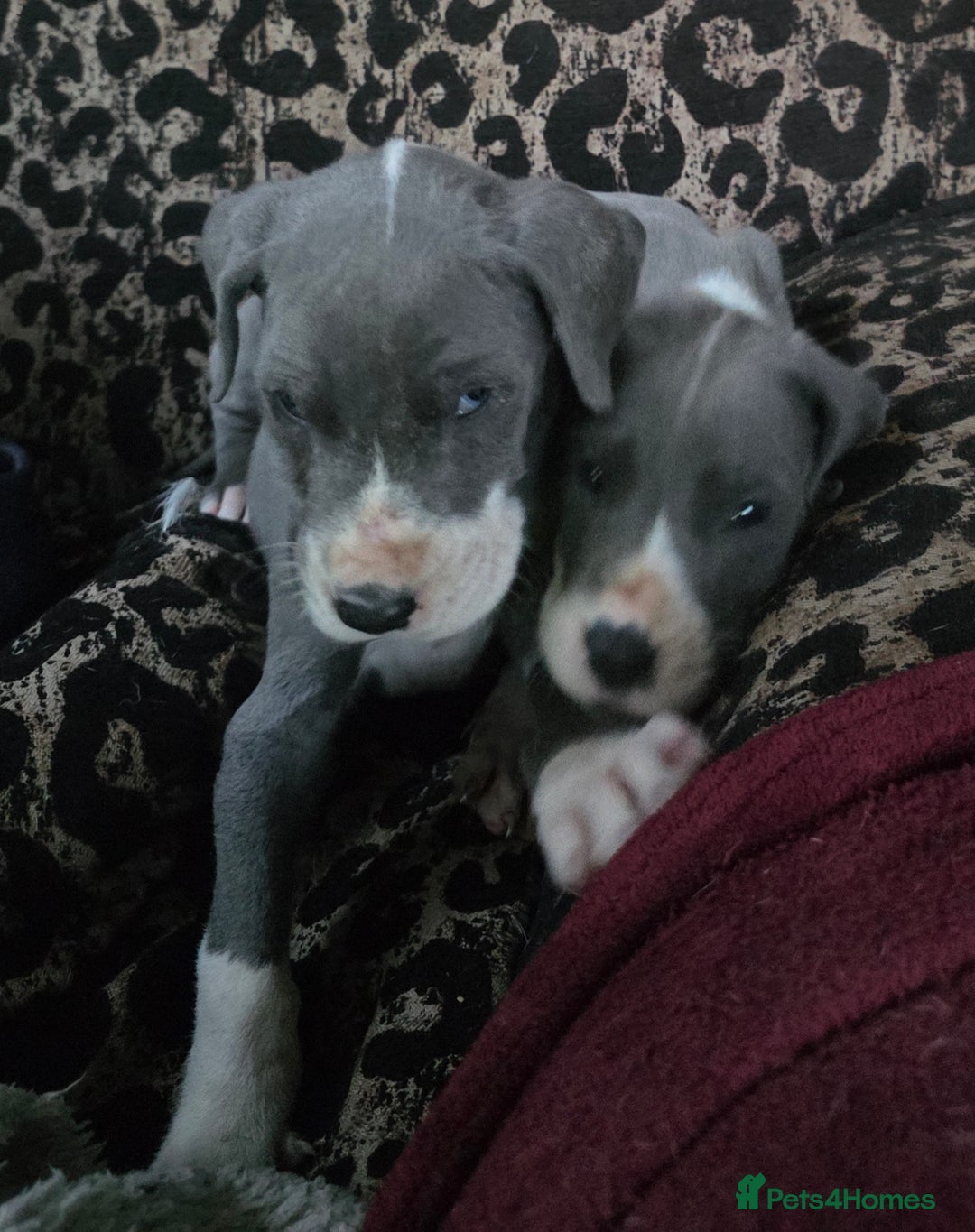 Great Dane dogs for sale: Great dane puppies for sale  in Brentwood - Image 3