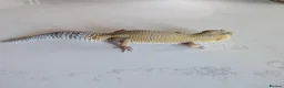 Leopard Gecko reptiles for sale: 7-Year-Old Leopard Gecko + Full Vivarium Setup - Advert 10