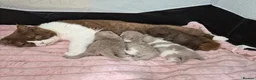 British Shorthair cats for sale: Lovely Lilac & White British Shorthair Boy Kitten in Westgate-on-Sea - Advert 6