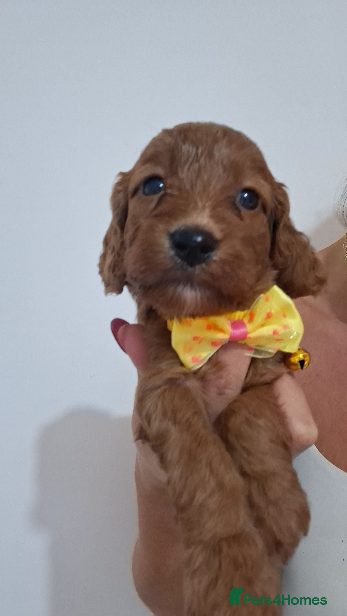 Cockapoo dogs Outstanding F1 Cockapoo pups 🐾 - Advert 1