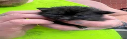 Mixed Breed cats for sale: Beautiful kittens ready to leave soon  - Advert 3