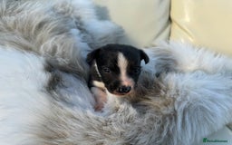 Mixed Breed dogs for sale: 🐾 Beautiful Whippet x Collie Puppies! 🐾 - Image 37