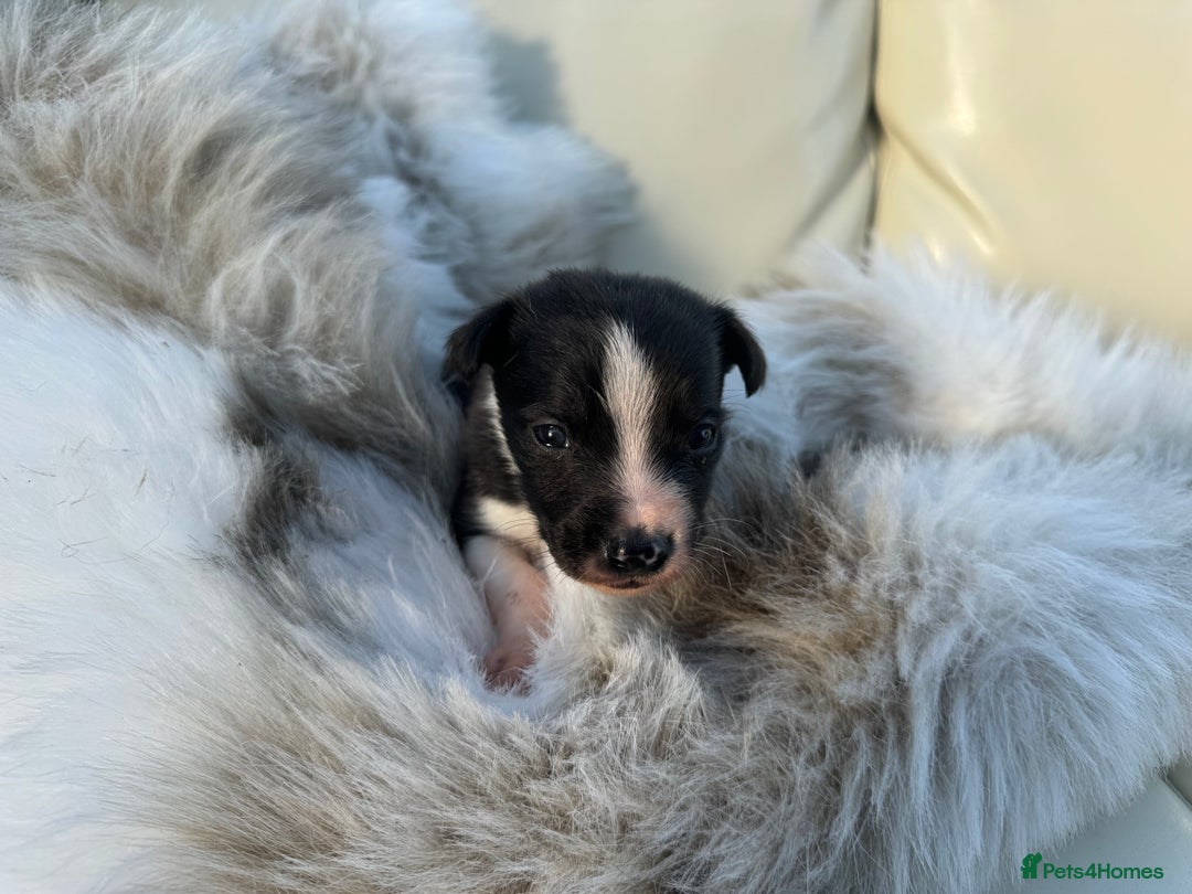 Mixed Breed dogs for sale: 🐾 Beautiful Whippet x Collie Puppies! 🐾 - Image 37