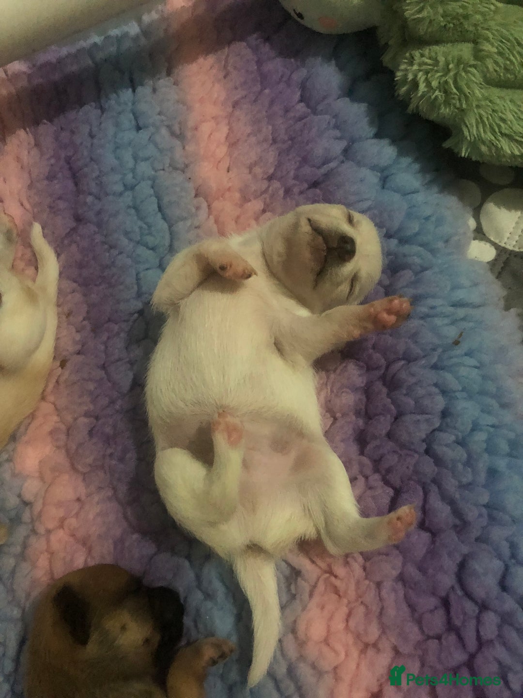 Pomchi dogs for sale: 🐾MALE POMCHI PUPPIES🐾 - Advert 24