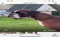 Boxer dogs for sale: Boxer puppies K.C registered  - Image 7