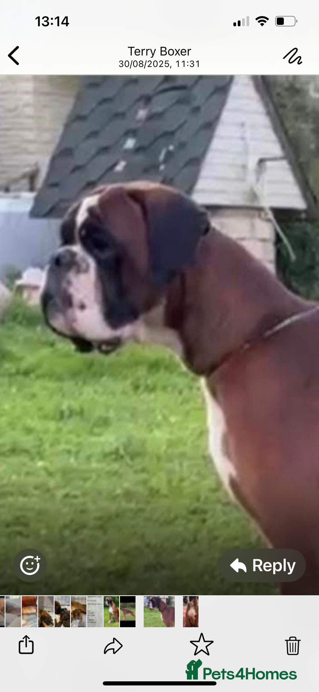 Boxer dogs for sale: Boxer puppies K.C registered  - Image 7
