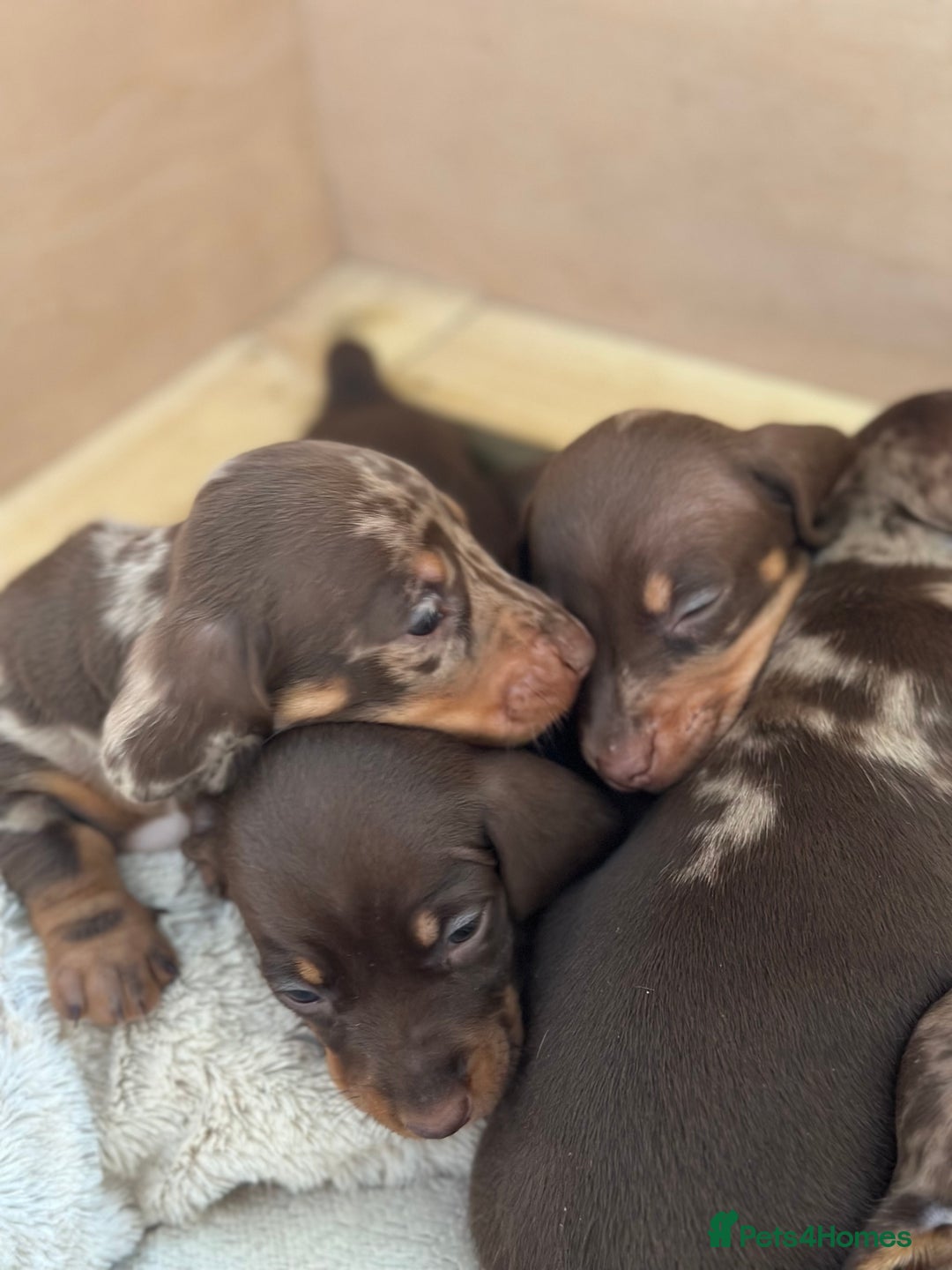 Miniature Dachshund dogs for sale: 3 Champion Line KC Miniature Dachshund Puppies  - Advert 3